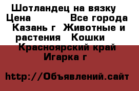 Шотландец на вязку › Цена ­ 1 000 - Все города, Казань г. Животные и растения » Кошки   . Красноярский край,Игарка г.